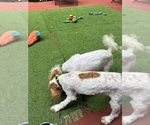Nicky - Male Goldendoodle (Miniature) Puppy for Sale - Photo #2