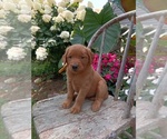 Small Photo #43 Golden Retriever Puppy For Sale in GREENWOOD, WI, USA