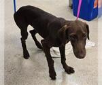 Small Doberman Pinscher-Labrador Retriever Mix