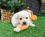 Small #1 Labrador Retriever