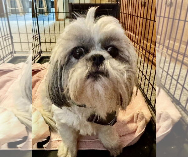 Medium Photo #3 Shih Tzu Puppy For Sale in Omaha, NE, USA