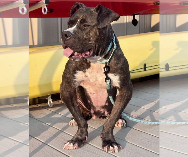 Medium Photo #12 Mutt Puppy For Sale in Mount Laurel, NJ, USA