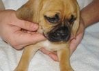 Small Photo #1 Puggle Puppy For Sale in VICTORIA, VA, USA