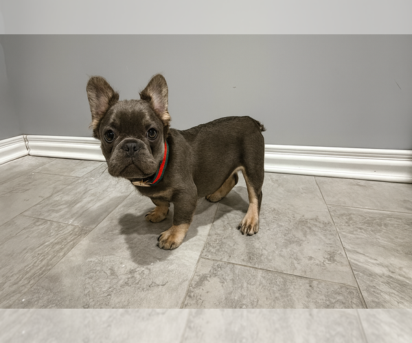 Medium Photo #1 French Bulldog Puppy For Sale in SOUTH GATE, CA, USA