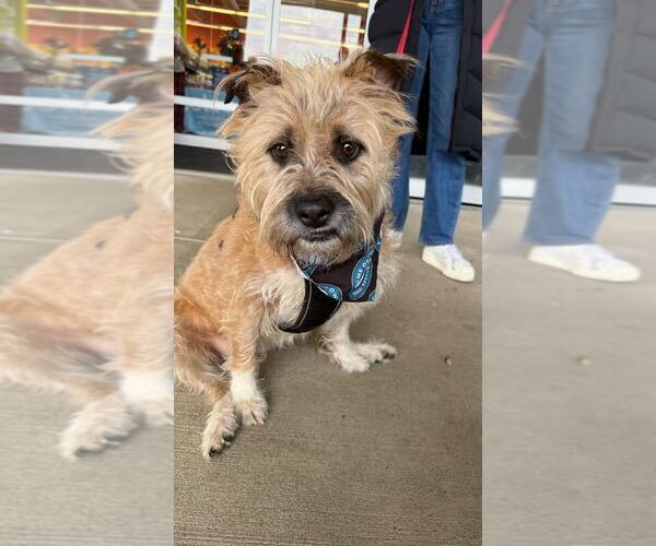 Medium Photo #6 Mutt Puppy For Sale in Silver Spring, MD, USA