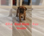 Small #8 Cane Corso