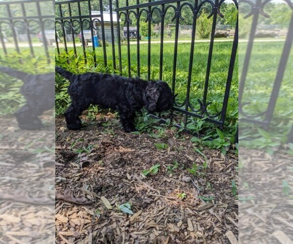 Medium Photo #7 Cock-A-Poo Puppy For Sale in SALEM, MO, USA