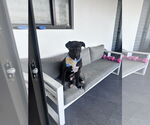 Small #2 Labrador Retriever Mix