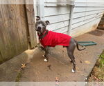 Small #2 American Pit Bull Terrier Mix
