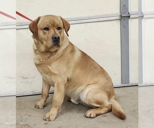 Father of the Labrador Retriever puppies born on 03/13/2026