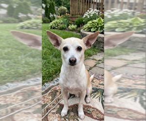 Chihuahua-Unknown Mix Dogs for adoption in Cranston, RI, USA