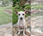 Small Chihuahua Mix