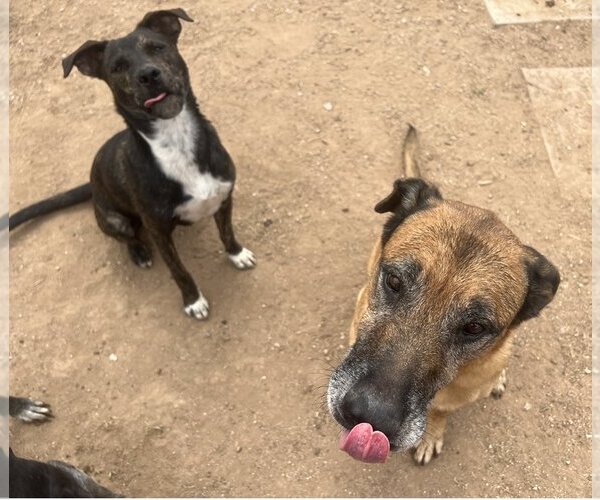 Medium Photo #5 American Pit Bull Terrier-Unknown Mix Puppy For Sale in Tucson, AZ, USA