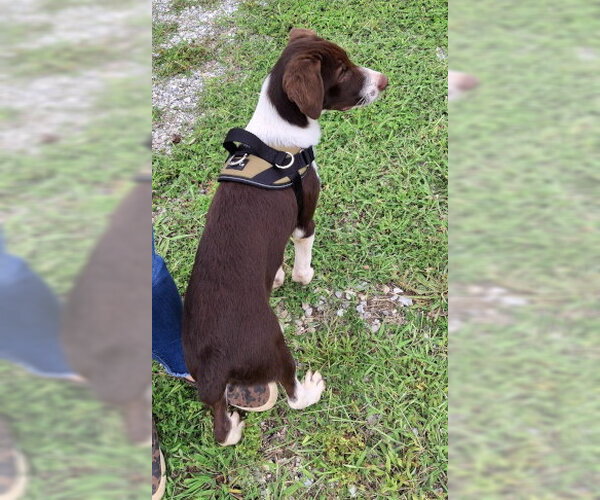 Medium Photo #3 Border Point Puppy For Sale in Mountain View, AR, USA