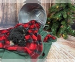 Small Photo #7 Aussiedoodle Miniature  Puppy For Sale in COMMERCE, MI, USA