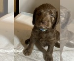 Small #3 Labradoodle