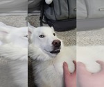 Small #26 Huskies  Mix