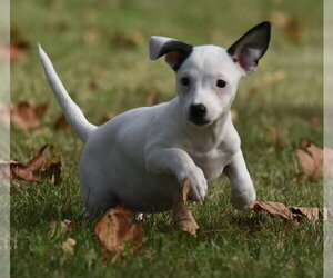 Iriel - Female Jackshund Dog for Adoption - Photo #6