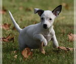 Small Photo #6 Jackshund Puppy For Sale in Mechanicsburg, PA, USA