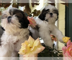 Shih Tzu Puppy for sale in PALMETTO, FL, USA