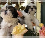 Small Photo #1 Shih Tzu Puppy For Sale in PALMETTO, FL, USA