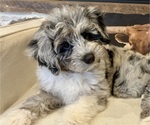 Small #4 Aussiedoodle-Goldendoodle Mix