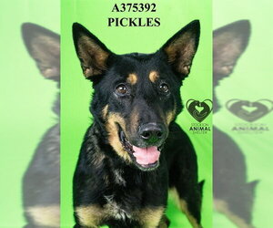 German Shepherd Dog Dogs for adoption in Stockton, CA, USA