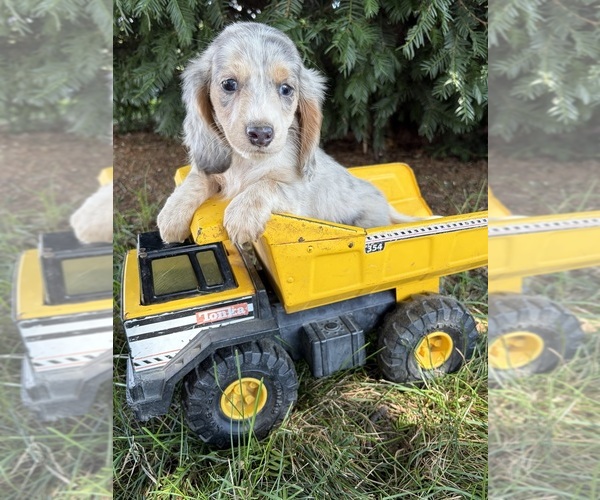 Medium Photo #1 Dachshund Puppy For Sale in MIDDLEBURY, IN, USA