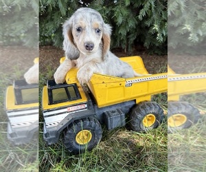 Dachshund Puppy for sale in MIDDLEBURY, IN, USA