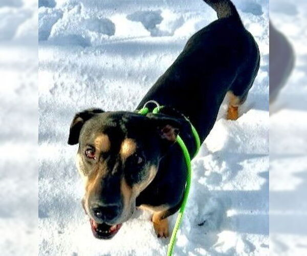 Medium Photo #1 Labrador Retriever-Unknown Mix Puppy For Sale in Anchorage, AK, USA