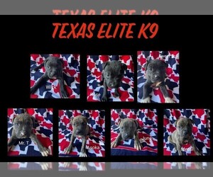 American Bulldog Puppy for sale in SAN MARCOS, TX, USA
