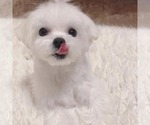 Small Maltese
