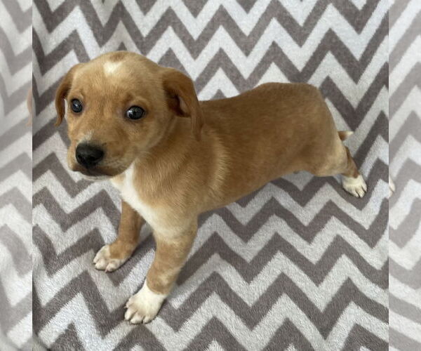 Medium Photo #5 Chihuahua-Unknown Mix Puppy For Sale in Gates Mills, OH, USA