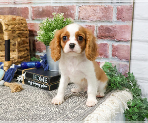 Cavalier King Charles Spaniel Puppy for sale in SYRACUSE, IN, USA