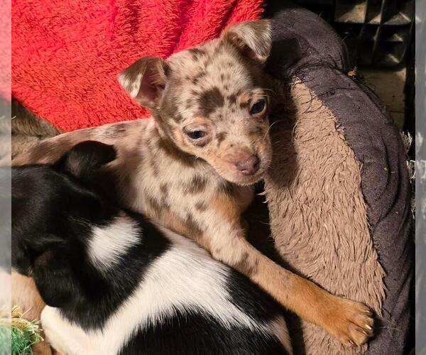 Medium Photo #1 Chihuahua Puppy For Sale in SPRINGFIELD, OH, USA