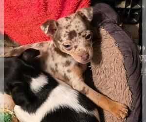 Chihuahua Puppy for sale in SPRINGFIELD, OH, USA