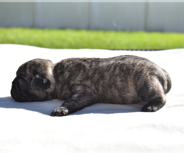 Medium Photo #5 Pug Puppy For Sale in PALM COAST, FL, USA