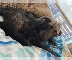 Small #4 Mutt