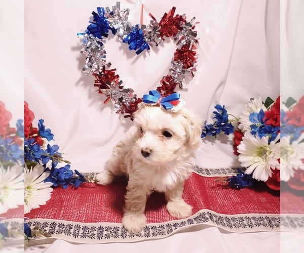 Medium Photo #5 Maltipoo Puppy For Sale in INDEPENDENCE, MO, USA