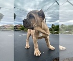 Puppy Puppy 4 Cane Corso