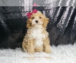Puppy Glassy Girl AKC Mastiff