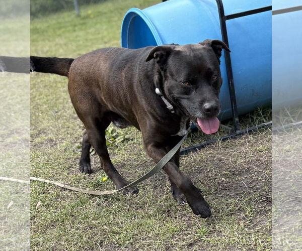 Medium Photo #4 Mutt Puppy For Sale in Virginia Beach, VA, USA