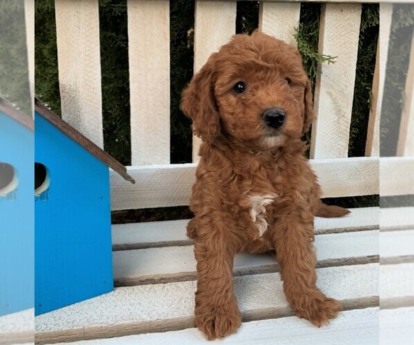 View Ad: Goldendoodle-Poodle (Miniature) Mix Puppy for ...