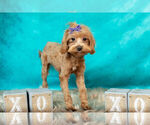 Small #9 Maltipoo