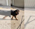 Small #1 Rottweiler Mix