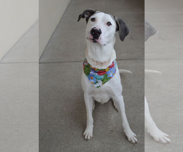 Medium Photo #2 Great Dane-Unknown Mix Puppy For Sale in McKinney, TX, USA