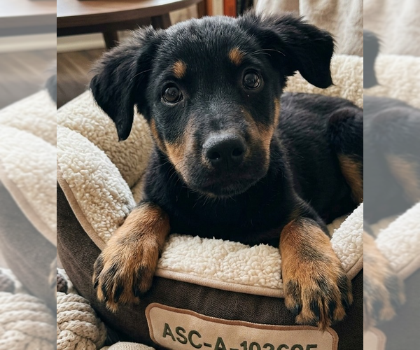 Medium Photo #1 Mutt Puppy For Sale in Vail, AZ, USA