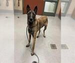 GYWNETH - Female Mutt Dog for Adoption - Small photo