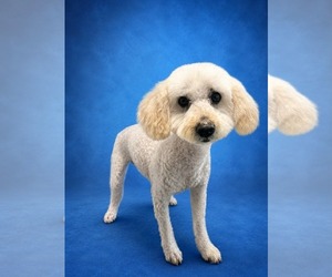 Mutt Dogs for adoption in Sandy, UT, USA