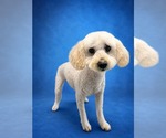 Piyo - Male Mutt Dog for Adoption - Small photo